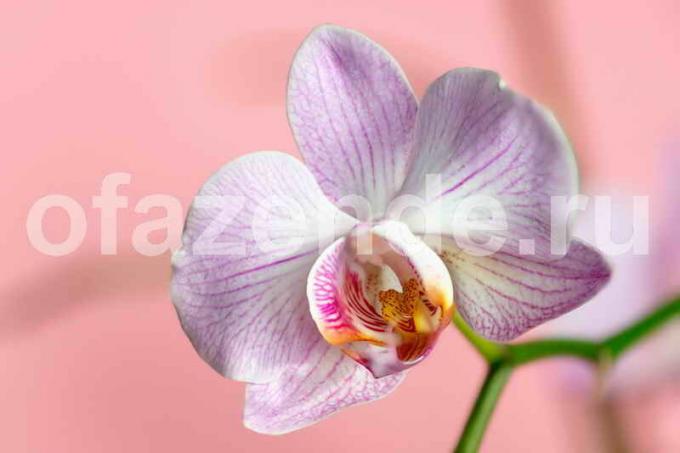Orchid cvet. Ilustracija za članek se uporablja za standardno dovoljenje © ofazende.ru