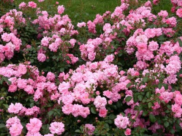 10 najbolj odporne vrtnice