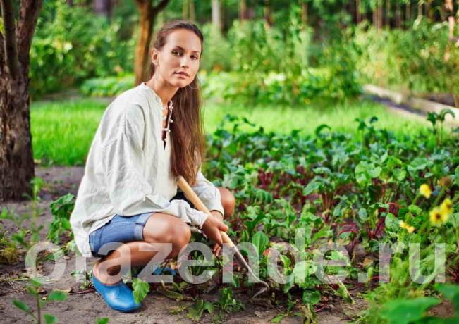 Zelenjavni vrt za lene ljudi. Ilustracija za članek se uporablja za standardno dovoljenje © ofazende.ru