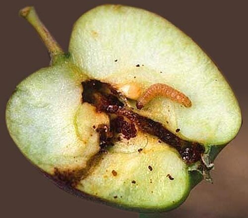 Učinkovit način za boj proti jabolčni zavijač brez uporabe kemikalij