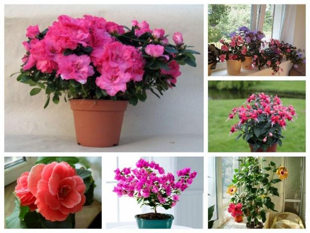 6 sobne rastline z bujno cvetenje: dekoracija vsak dom