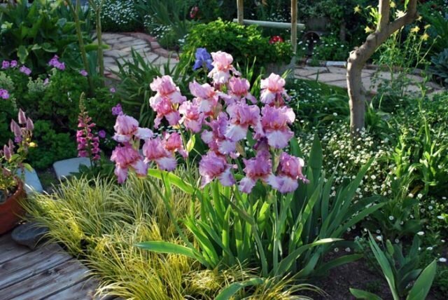 Iris na mešano flowerbed