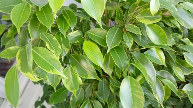 Kaj hoče Ficus benjamina? 5 preprostih nasvetov za zdravo rast