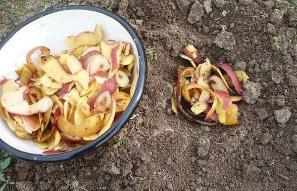 Uporaba krompirjevi olupki na vrtu. Odpadki, ki koristijo