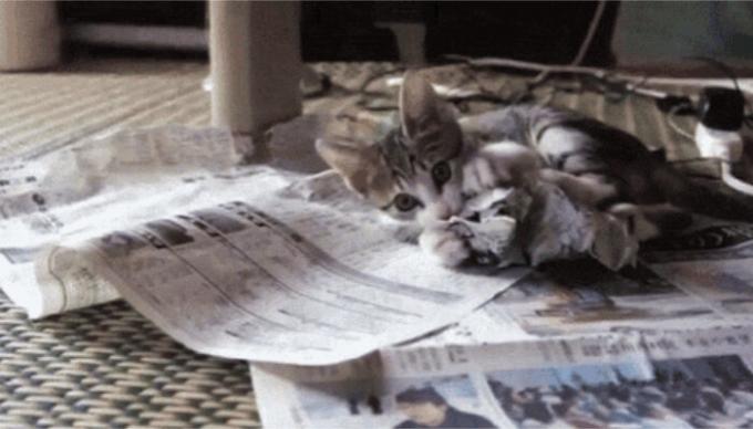 Mačka bo na vse, kar ponujajo. / Foto: pikabu.ru
