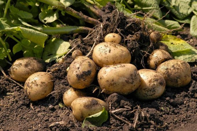 Sajenje krompirja brez kopanje tal ali mojo metodo, ki daje rezultate