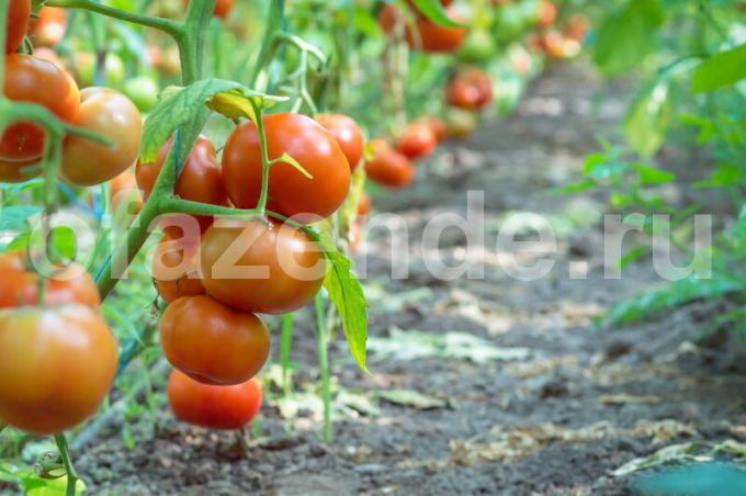 Tomato znanost. tvorbo izvedbe paradižnikovih grmovje