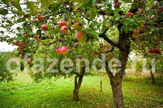 Jablana na vrtu. Ilustracija za članek se uporablja za standardno dovoljenje © ofazende.ru