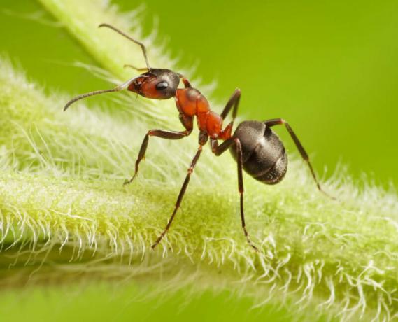 Za vrt mravlje - to je pravi problem. Ilustracija za članek se uporablja za standardno dovoljenje © ofazende.ru