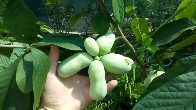 Pawpaw - "Banana Tree«, okusno sadje, ki ščitijo pred rakom. Gojenje in nega