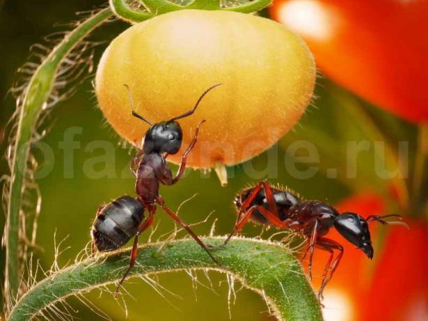 Kako se znebiti mravelj. Ilustracija za članek se uporablja za standardno dovoljenje © ofazende.ru