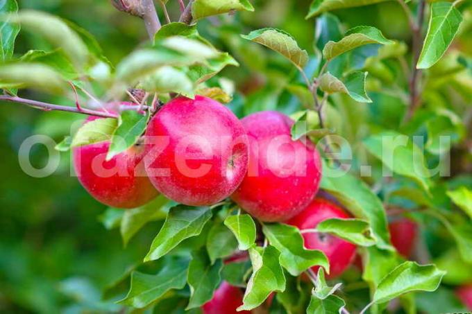 Jabolka na mlado jablano. Ilustracija za članek se uporablja za standardno dovoljenje © ofazende.ru