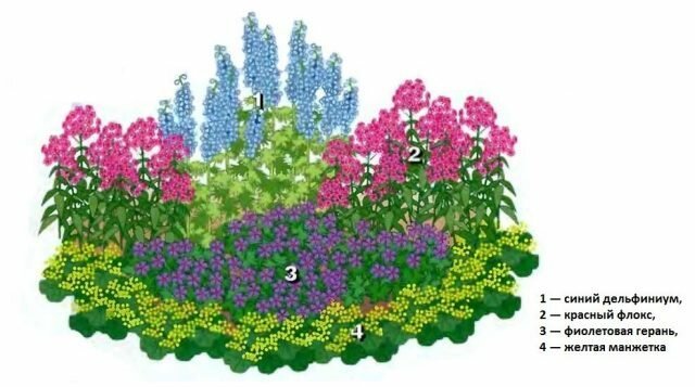 Čudovit cvetlični vrt "Za leni" 4 trajnic krasijo vsako vrt. Diagram, opis in fotografije