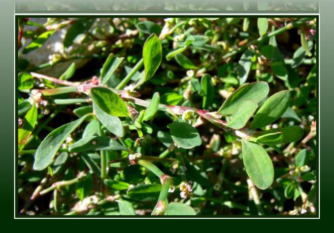 Knotweed - Weed Herb & Natural Healer - Brezplačna lekarna pod nogami