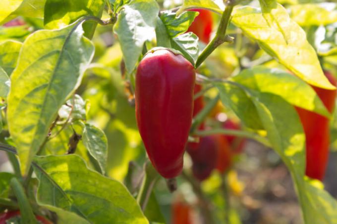 Pepper ni izbirčen glede rastnih razmer, ampak on potrebuje plodna tla. Ilustracija za članek se uporablja za standardno dovoljenje © ofazende.com