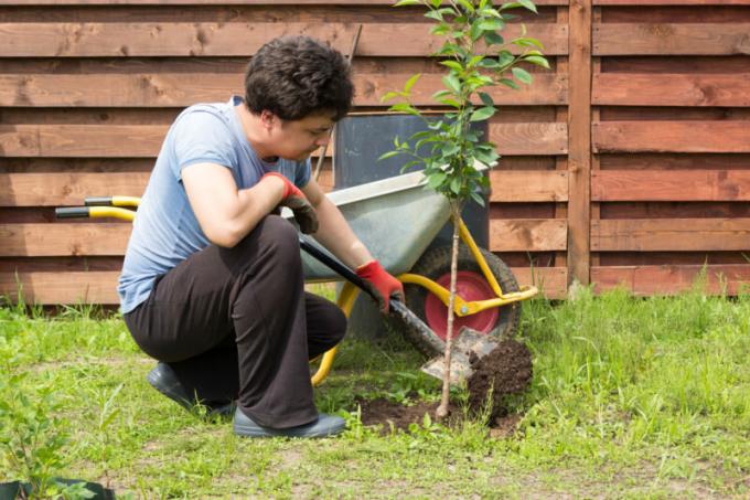 Po analizi možnih vzrokov smrti dreves, bo vrtnar naučiti, da napake ne, ko sajenje. Ilustracija za članek se uporablja za standardno dovoljenje © ofazende.ru