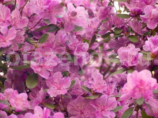 Pridelovanje rododendronov. Ilustracija za članek se uporablja za standardno dovoljenje © ofazende.ru