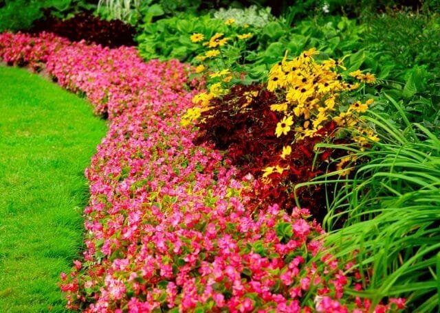 Trajnice - cvet za vse letne čase: Nasveti vrtnarji