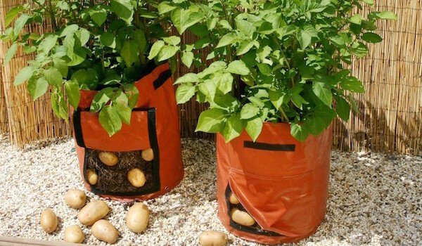 Sajenje krompirja v vrečah: nova tehnologija ali zapravljanje časa?