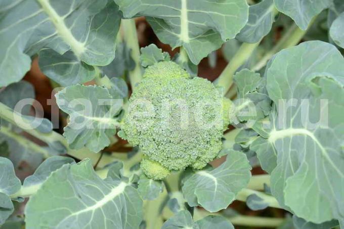 Gojenje brokoli. Ilustracija za članek se uporablja za standardno dovoljenje © ofazende.ru