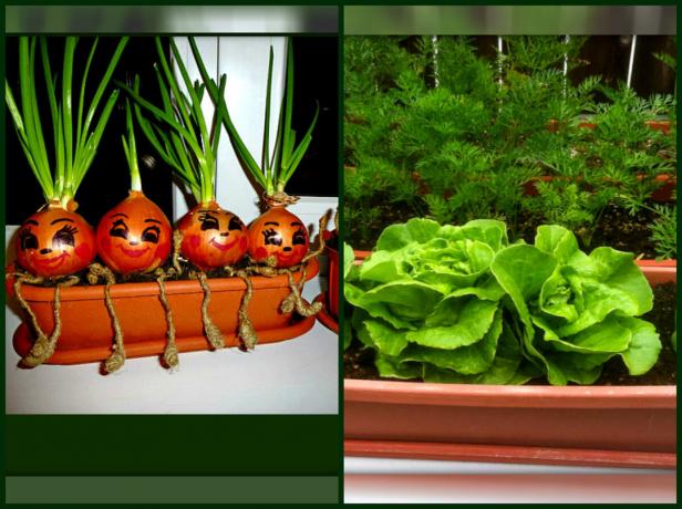 Kako rastejo "zeleni" vrt na okensko polico, tako da lahko praznik na vitaminskih zelišč, ne da bi ostali doma
