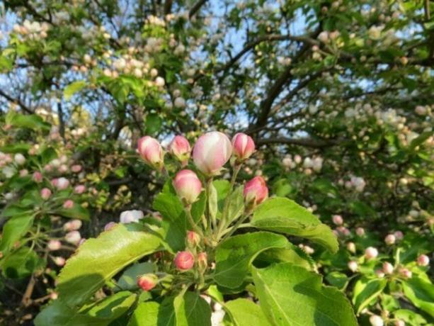 Zakaj jablana v razcvetu, vendar ne obrodijo sadove?