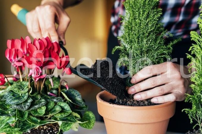 Skrb za rastline. Ilustracija za članek se uporablja za standardno dovoljenje © ofazende.ru