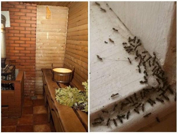 Kako prikazati mravlje iz kopeli in za preprečitev ponovitve: Dokazane Ways