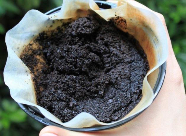 Zakaj sem močno vam svetoval, da ne gnojiti na vrt in sadovnjak stare čajne vrečke in mleto kavo