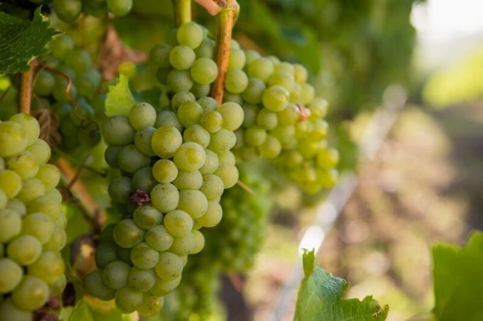 Pospeševanje zorenja vinske trte in grozdja