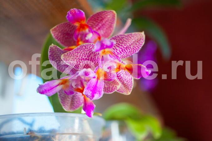 Gojenje orhidej. Ilustracija za članek se uporablja za standardno dovoljenje © ofazende.ru