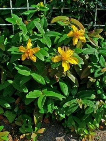 Hypericum calycinum