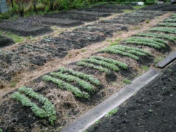Za zeleno gnojenje, je prav tako pomembna za pripravo tal