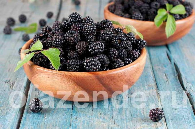Blackberry za vaš vrt: tipi, opis in gojenje
