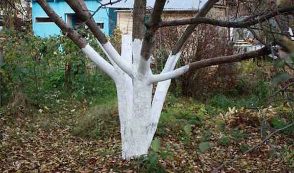 Postopek, ki pomaga sadnih dreves lažje preživijo zimo