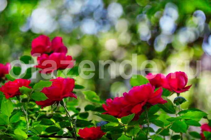 Bush cvetenja vrtnice. Ilustracija za članek se uporablja za standardno dovoljenje © ofazende.ru