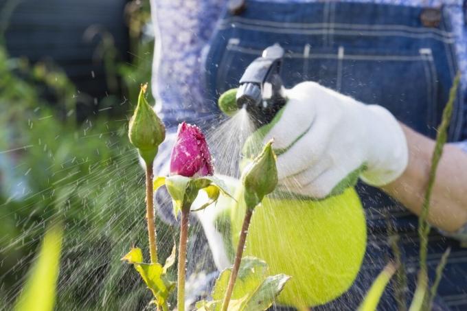 6 napak, ki so jim na poletno uporabo koča pesticidov