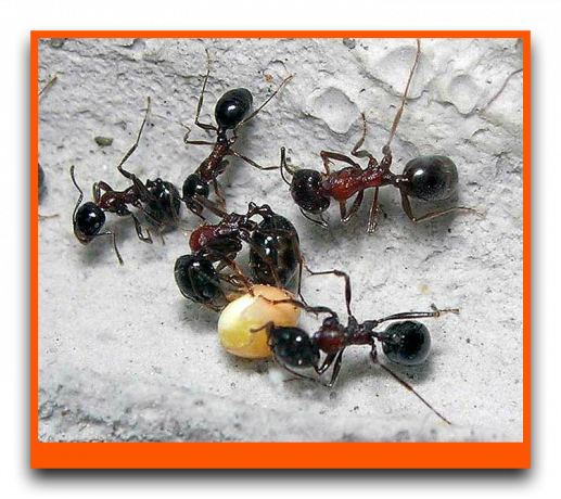 Mravlje jedo proso