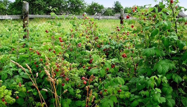 Znebi zaraščen z malinami v vrtu brez herbicidov in kemikalij