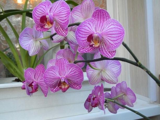 Kaj storiti s peclja orhidej po cvetenju, da zraven pride hitreje