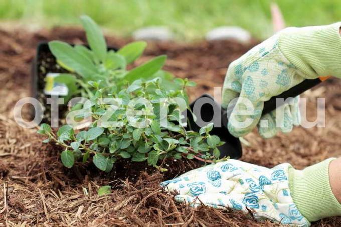 Mulčenje proti plevelom: Nasveti vrtnarji