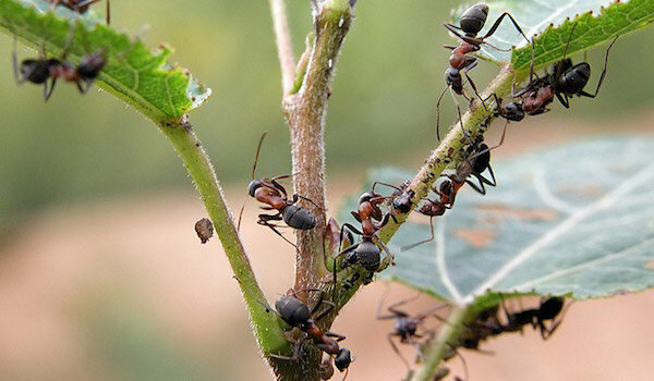 Kako se znebiti mravelj uporabo amoniaka